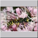 Cerceris arenaria - Sandknotenwespe w17 12mm.jpg